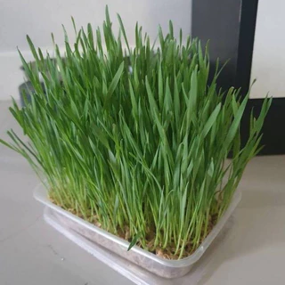 เมล็ดต้นอ่อนไมโครกรีน (Microgreen) 40 กรัม ทานตะวัน ผักบุ้งเรียวไผ่ ไควาเระ โตเหมี่ยว คะน้า