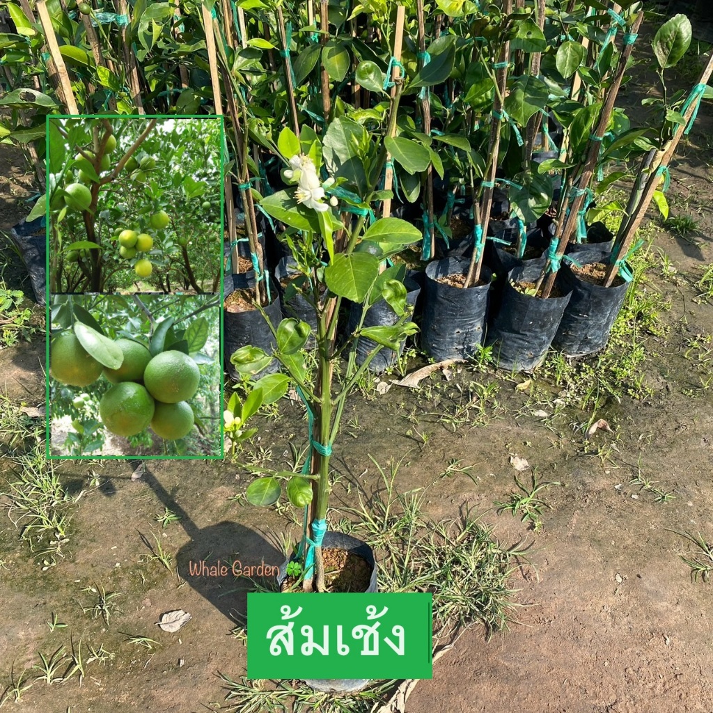 ต้นส้มเช้ง ส้มเช้ง (Acidless Orange) เสียบยอด พร้อมต้นเริ่มติดดอก เริ่มให้ผลเร็วภายใน1ปี (รับประกันสินค้า)