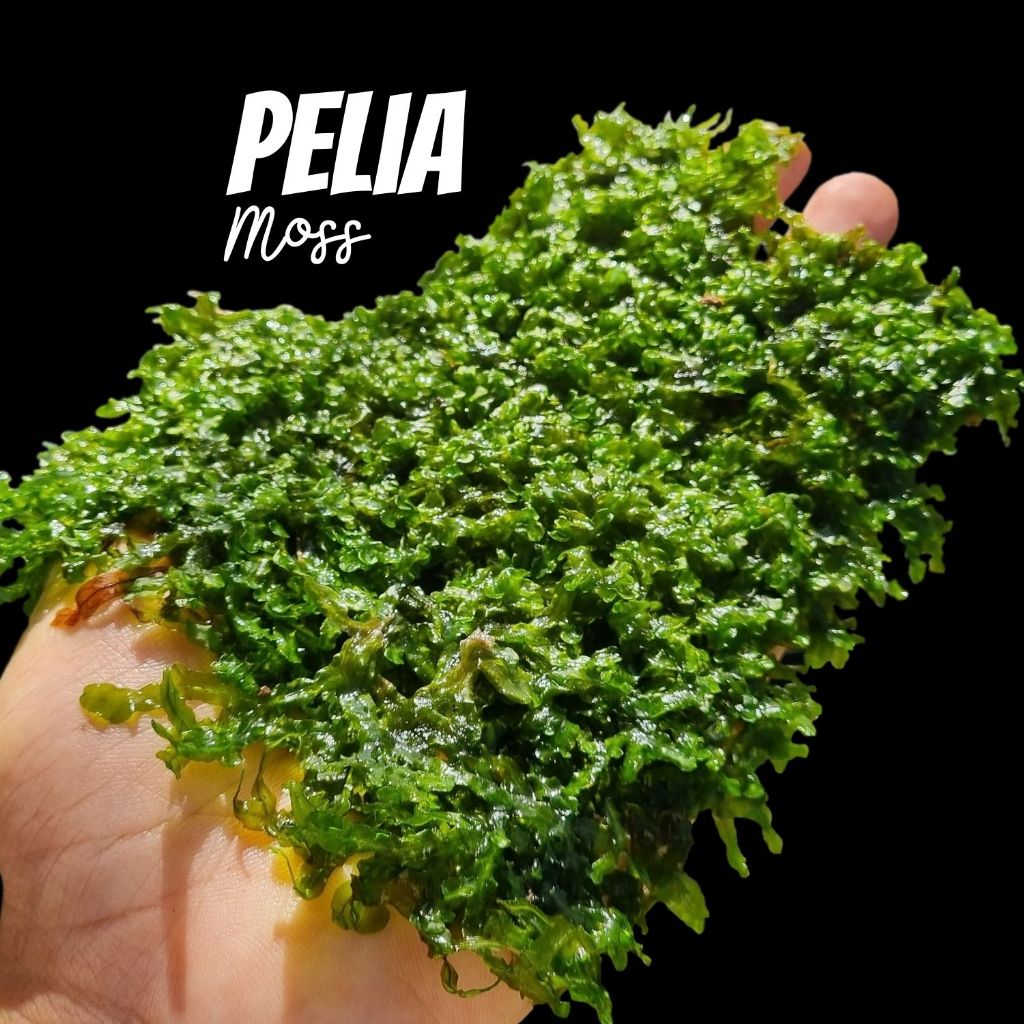 มอสเกล็ดปลา สำหรับแต่งตู้ปลา ตู้ไม้น้ำ จัดสวนขวด จัดสวนชื้น – PELIA MOSS ต้นไม้น้ำ