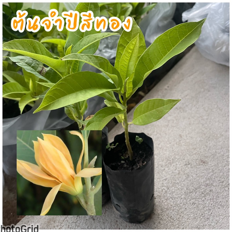 ต้นจำปี ดอกสีเหลืองทอง ต้นพันธุ์เพาะเมล็ด ดอกมีกลิ่นหอม ปลูกในท่อหรือกระถางได้