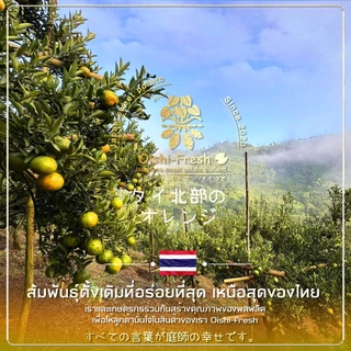 🇹🇭Oishi-fresh🍊ส้มสายน้ำผึ้ง หวานจัด เปรี้ยวนิดๆ รสชาติหวาน หอม กลิ่นส้ม สด ใหม่ ใยอาหารสูง เคลมได้ 1-2 วัน