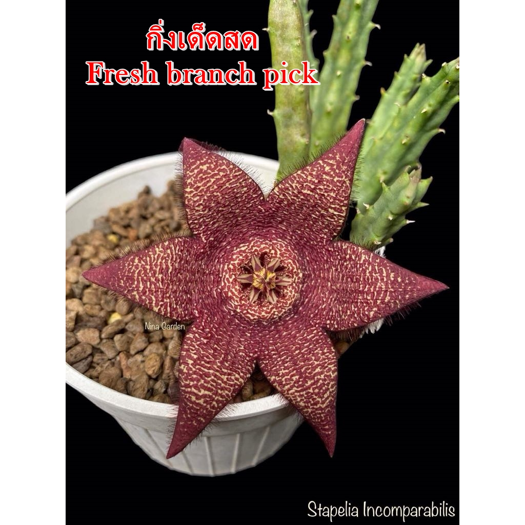เก๋งจีน Stapelia Incomparabilis *กิ่งเด็ดสด* แคคตัส ไม้อวบน้ำ Cactus and Succulent