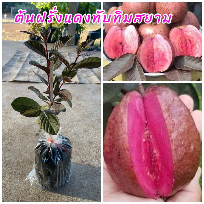 ต้นฝรั่งทับทิมแดงสยาม (เพาะเมล็ด) ผลสีม่วงอมแดงหวานกรอบ อร่อยผลใหญ่ ต้นพันธุ์แข็งแรงพร้อมปลูก