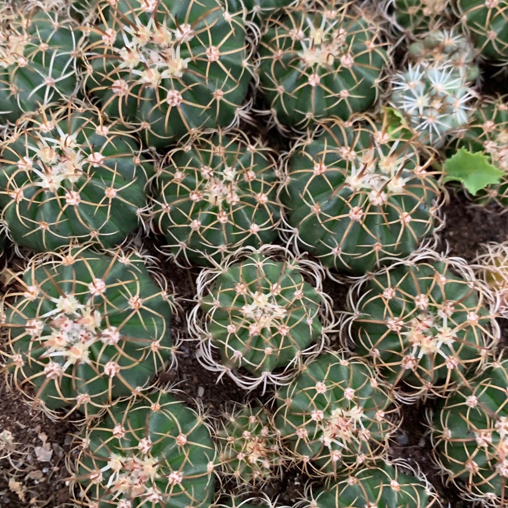 เมโลไม้เมล็ด (จากแม่พันธุ์ด่าง ) Melocactus กระบองเพชร จากเรือนแคคตัสสุราษฎร์ธานี