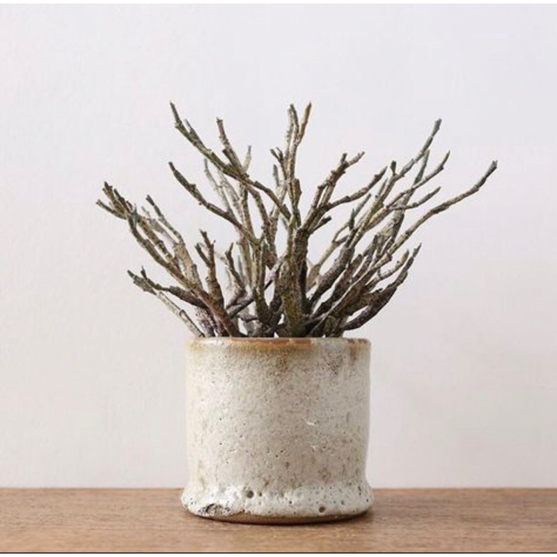 ยูโฟเบีย ขากบ Euphorbia platyclada