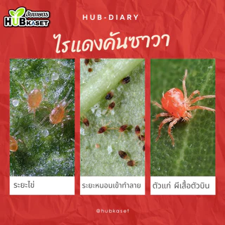 แซดไดครอน สูตรเย็น 1ลิตร (ไซเพอร์เมทริน + โพรฟีโนฟอส) กำจัดหนอนใยผัก หนอนเจาะ เพลี้ย