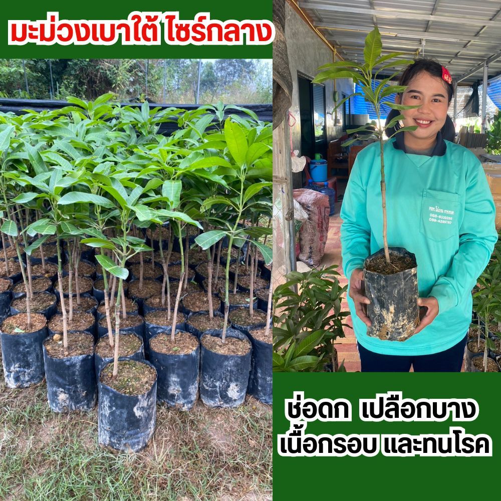 (2ต้น) มะม่วงเบาใต้ ขนาดไซรืกลาง ต้นเสียบยอด 1 ปีติดลูก ต้นเตี้ย ลูกดก ออกปีละ 3 ครั้ง