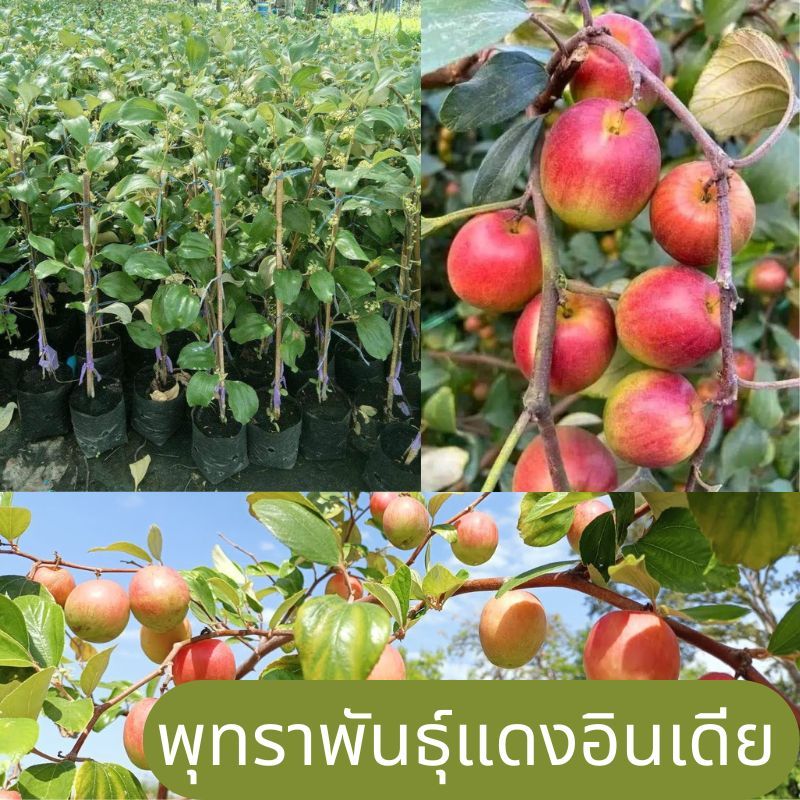 "[ต้นพุทราแดงอินเดีย ต้นทาบกิ่งสูง 60-80ซม] ปลูกง่าย เจริญเติบโตเร็ว สามารถปลูกในกระถางได้ ต้นพุทราแดงอินเดีย มีผิวสีแดง