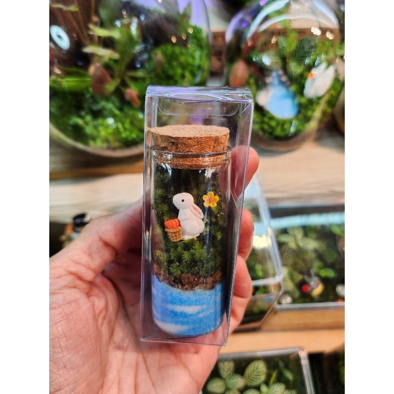 สวนขวดแก้วจิ๋ว Terrarium รดน้ำเดือนละครั้ง ของขวัญ