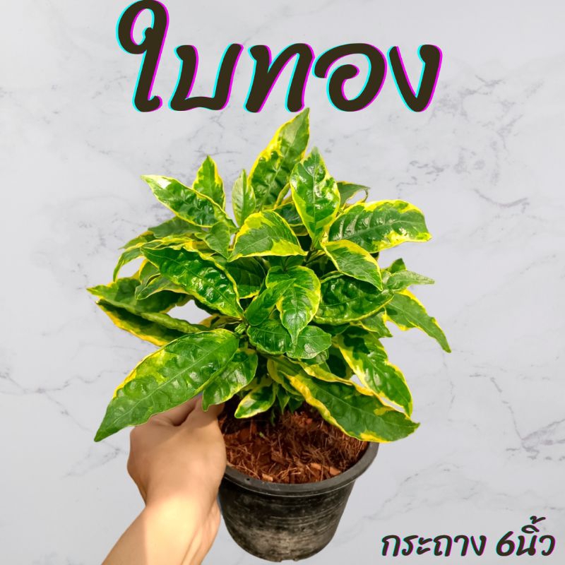 ต้นใบทอง กระถาง6นิ้ว