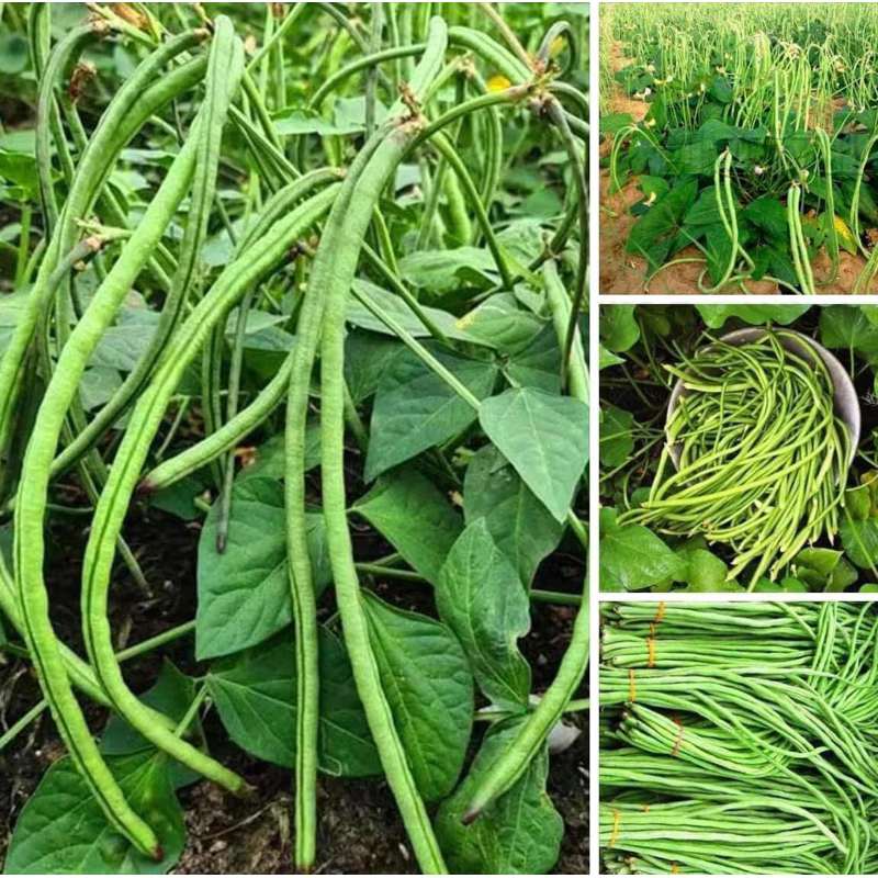 เมล็ดถั่วฝักยาวไร้ค้าง พันธุ์เชียวมรกต ปลุกง่ายสั่ง2ชิ้นแถม1ชิ้น