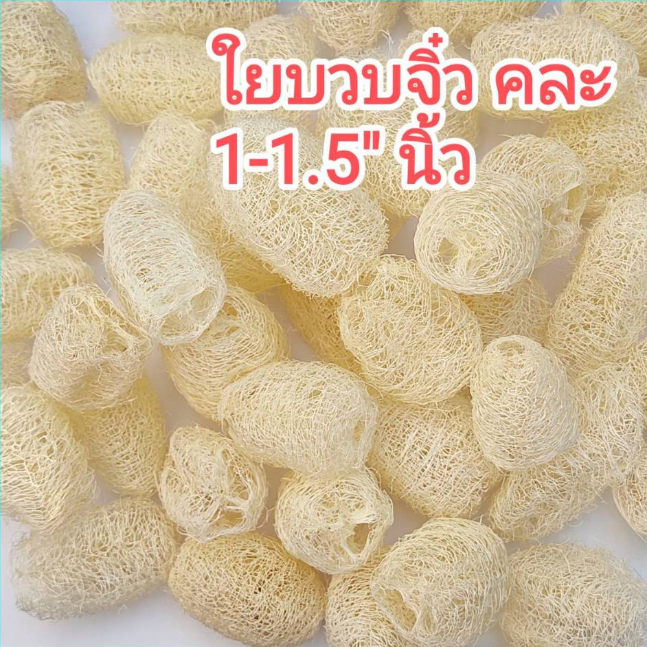 [50 ลูก] ใยบวบจิ๋ว ลูกเล็ก ขนาด 1-1.5 นิ้ว คละ ใช้ขัดผิว ราคา ถูกที่สุด ดีลบีเคเค