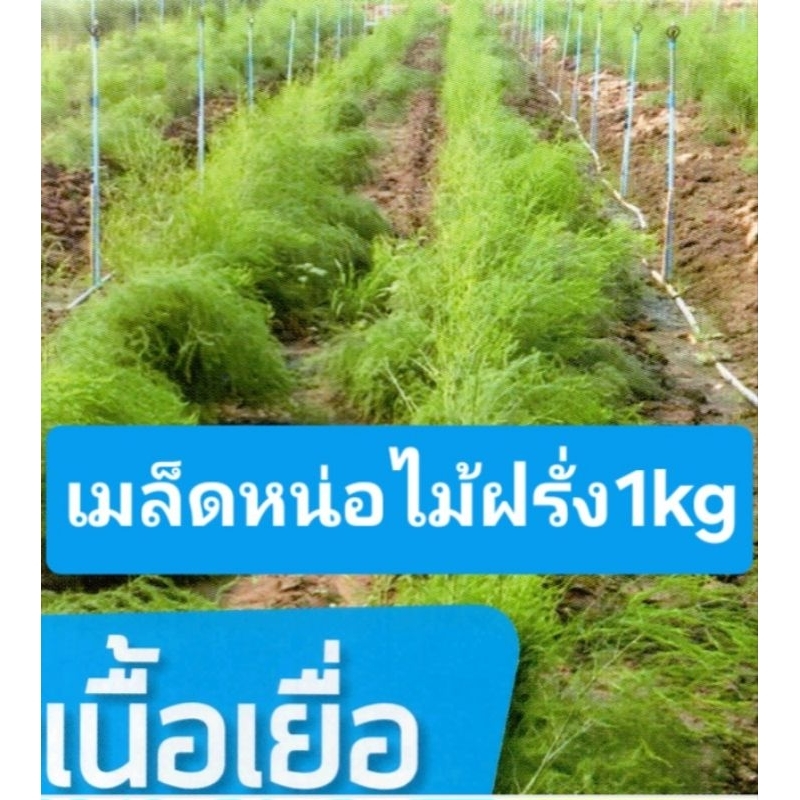 เมล็ดหน่อไม้ฝรั่งพันธุ์เนื้อเยื่อ 1kg