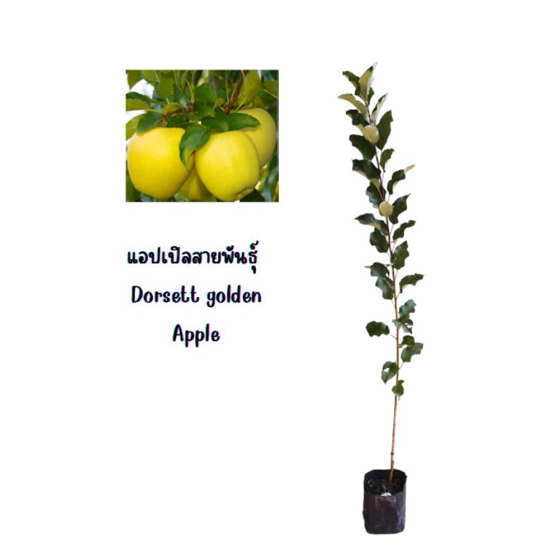 ต้นแอปเปิ้ลแบบเสียบยอดสายพันธุ์ dorsett golden ความสูงของต้นโดยประมาณ 70-100 เซนติเมตร