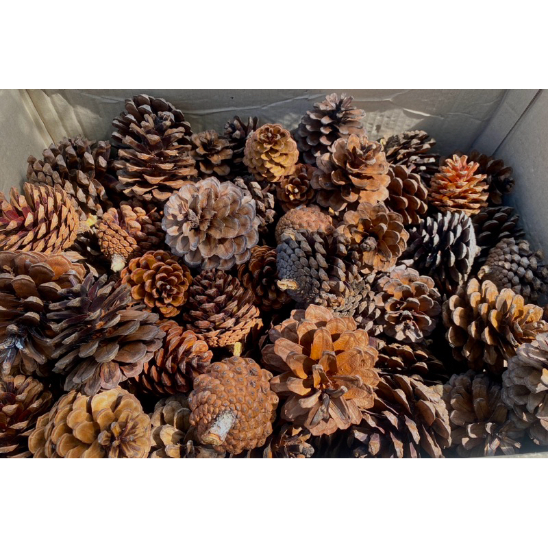 [ร้านไทย] ลูกสน 🌲 ดอกสน ลูกสนแห้ง พร็อพถ่ายรูป สีธรรมชาติ พร้อพถ่ายรูป ลูกสนลับฟัน สัตว์เลี้ยง