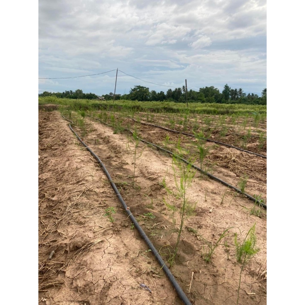 พร้อมส่ง จำนวน 700 เมล็ด เมล็ดหน่อไม้ฝรั่ง บร็อคอินพรูฟ อัตรางอก 90% - รูปที่ 4