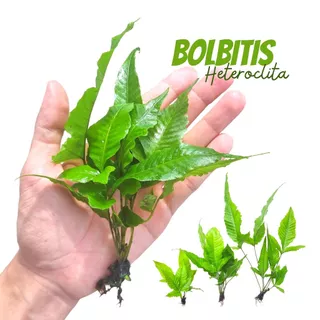 รากดำ ใบแฉก เลือกได้ 3 ขนาด - BOLBITIS HETEROCLITE "S-M-L" ต้นไม้น้ำ