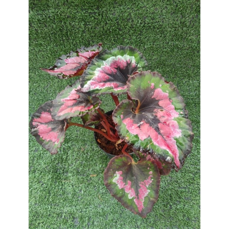 ต้นบีโกเนีย" Red Tango " [ Begonia Red Tango ] ไม้ในกระถาง3"