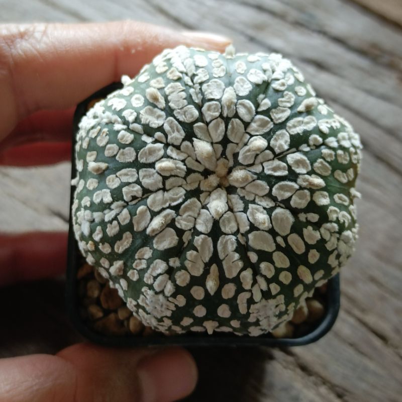 Astrophytum asterias Super Kabuto ซูเปอร์คาบุโตะ
