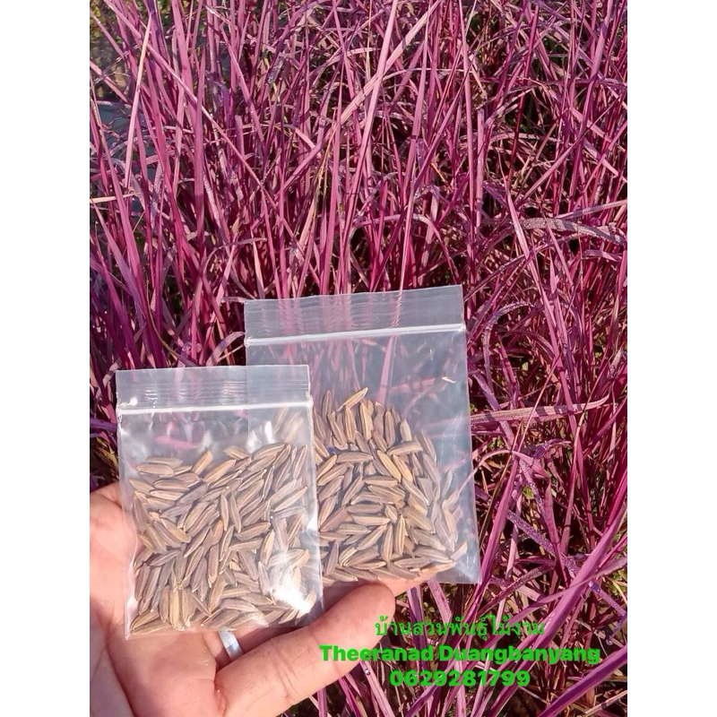 เมล็ดพันธุ์ข้าวสีชมพูแท้100%ชุดละ10 กรัม350-500เมล็ด 119บาทรับ ค่ะ - รูปที่ 4