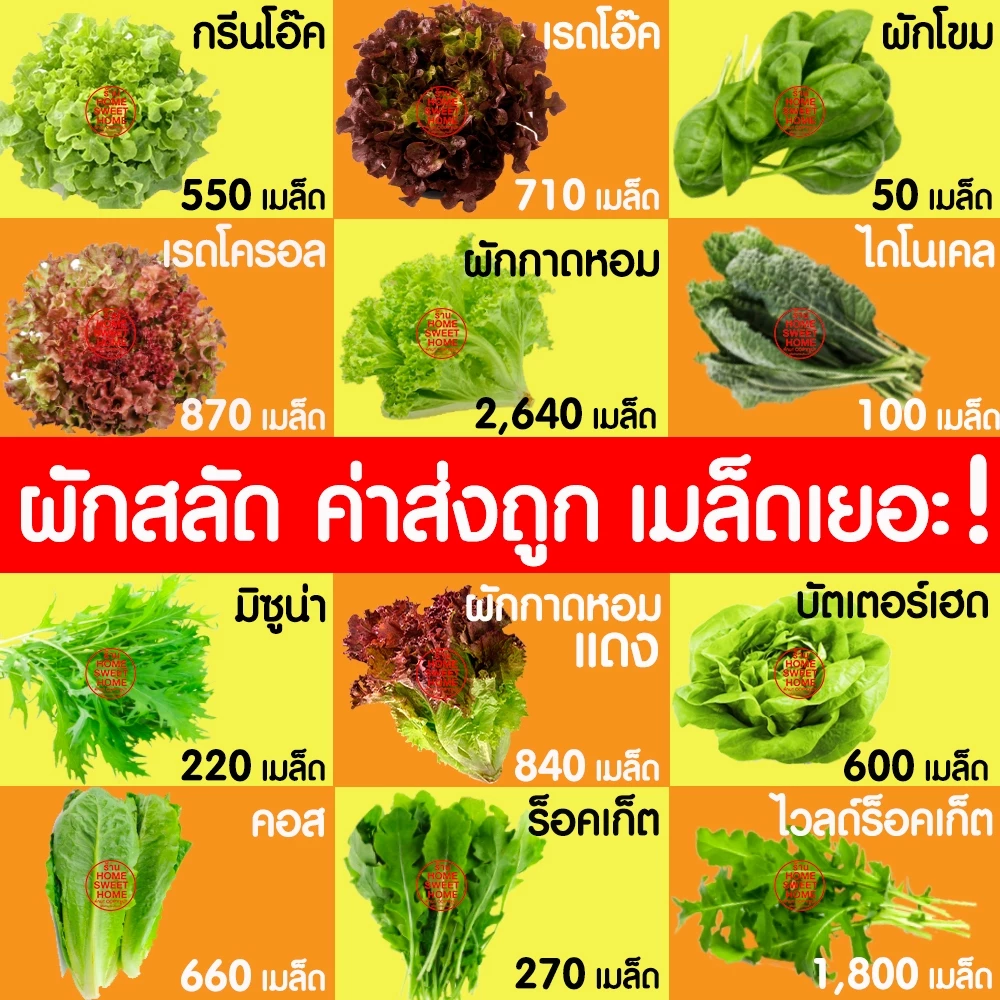 *โค้ดส่งฟรี* เมล็ดผักสลัด ผักสลัด เมล็ดผัก (2,000เมล็ด+) เมล็ดพันธุ์ เมล็ดพันธุ์ผักสลัด งอกดี ปลูกผัก สลัด Clearance