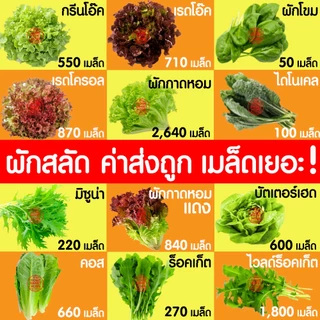 *โค้ดส่งฟรี* เมล็ดผักสลัด ผักสลัด เมล็ดผัก (2,000เมล็ด+) เมล็ดพันธุ์ เมล็ดพันธุ์ผักสลัด งอกดี ปลูกผัก สลัด Clearance