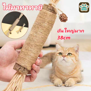 😻ไม้มาทาทาบิ อันใหญ่มาก ไม้แมวเมา ของเล่นแมว ลดคราบหินปูน ก้านมาทาทาบิ (38cm)
