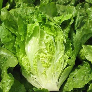 เมล็ดพันธุ์ ผักกาดหอมอิตาลี ใบเขียว Italian Lettuce บรรจุ 100-300 เมล็ด [ซื้อ 10 แถม 1 คละได้]