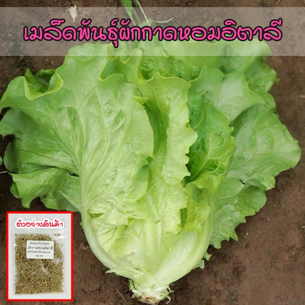 เมล็ดพันธุ์ผักกาดหอมอิตาลี Italian Lettuce บรรจุ 100-300 เมล็ด (ซื้อ 10 แถม 1 คละได้)