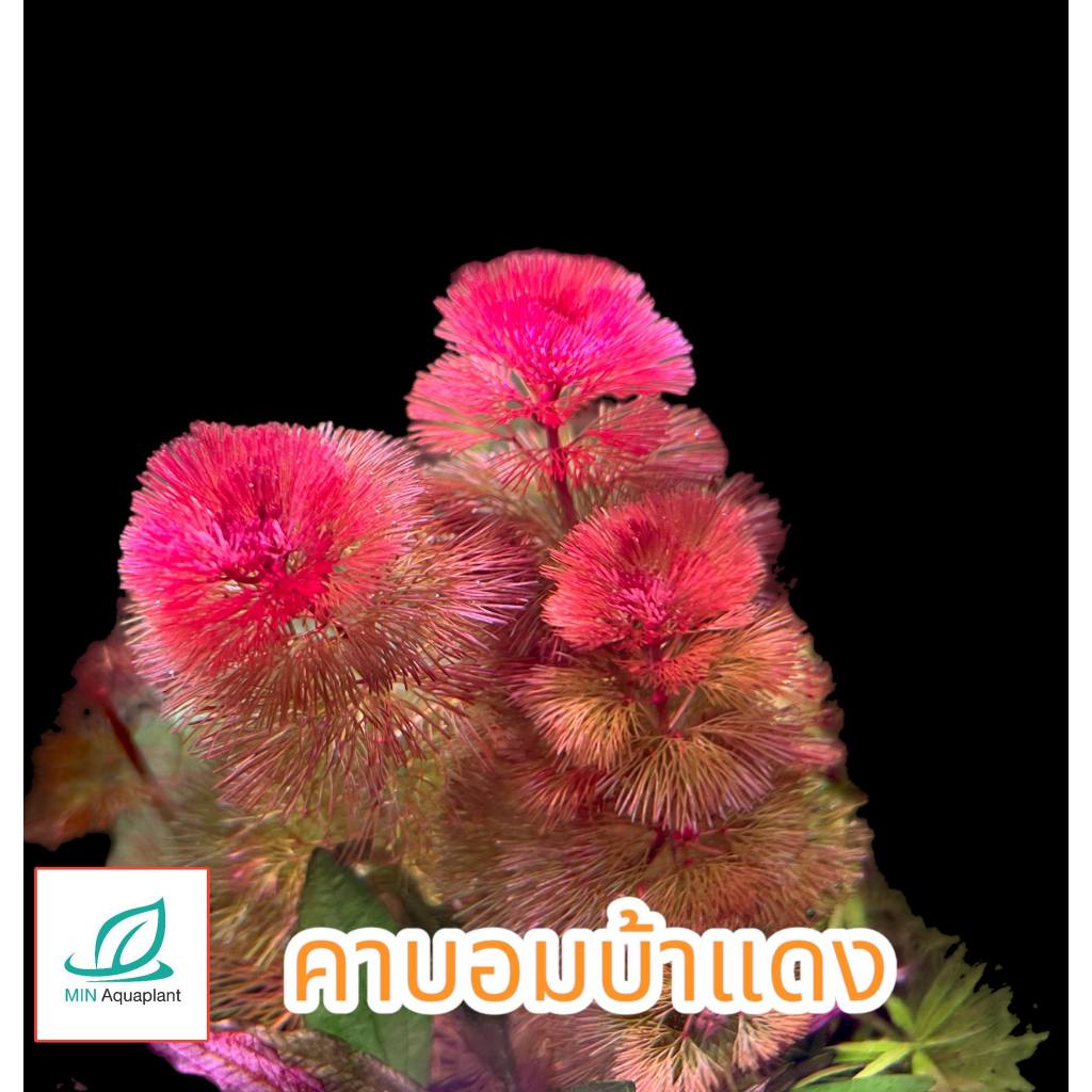 คาบอมบ้าแดง (red cabomba) : ไม้ข้อสีแดงพุ่ม ประดับตู้ไม้น้ำ