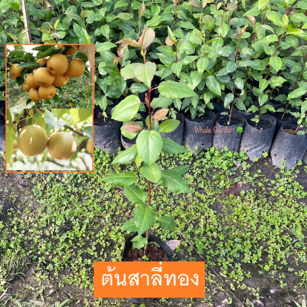ต้นสาลี่ สาลี่ทอง (Pyrus Pyrifolia) สาลี่ไม้ผล ผลรับประทานได้ (รับประกัน ส่งใหม่ฟรี หากสินค้าเเสียหาย!!)