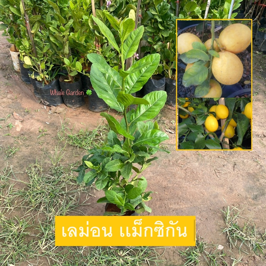 ต้นเลม่อน พันธุ์ เลม่อน เม็กซิกัน (Mexican Lemon) เลม่อนจัมโบ้ ลูกใหญ่น้ำเยอะ (รับประกัน ส่งใหม่ฟรี หากสินค้าเเสียหาย!!)