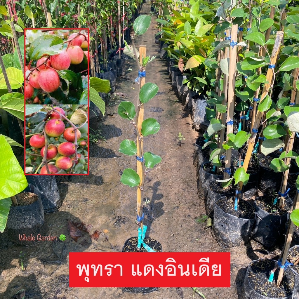 ต้นพุทรา พันธุ์ พุทราแดงอินเดีย (เสียบยอด) Jujube ให้ผลเร็ว 1ปี (รับประกัน ส่งใหม่ฟรี หากสินค้าเเสียหาย!!)
