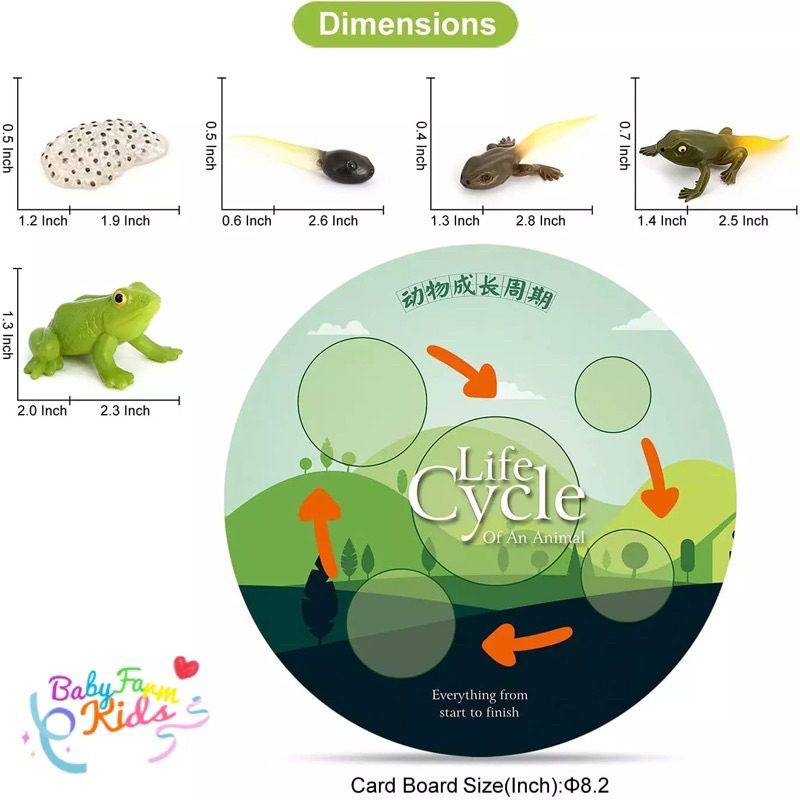 พร้อมส่ง โมเดลวงจรชีวิตสัตว์ เแมลง ไก่ กบ ผีเสื้อ ต้นไม้ Animal life cycle Montessori