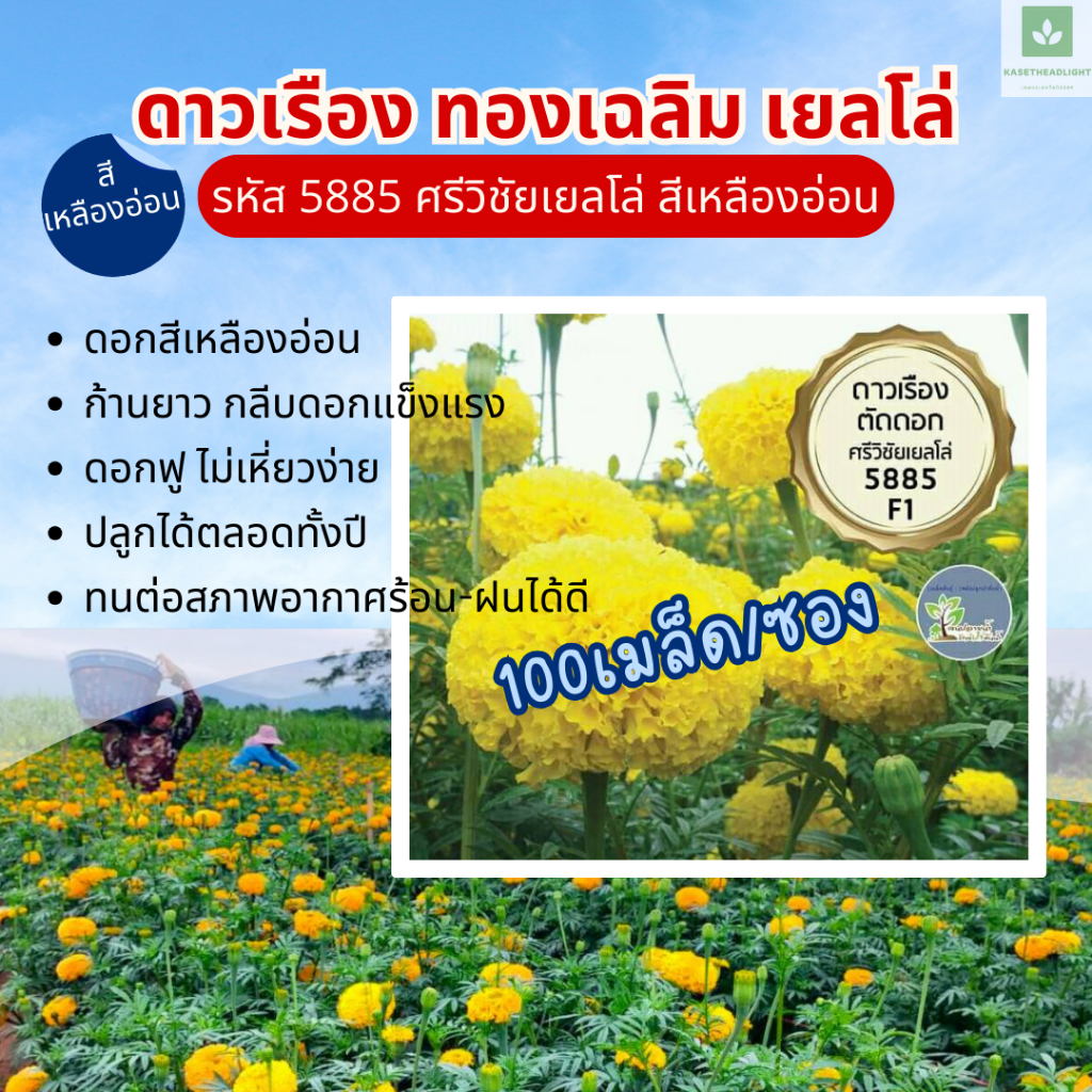100เมล็ด ศรีวิชัย เยลโล่ 5885 ดาวเรือง ทองเฉลิม ทนร้อน ทนฝนได้ดี