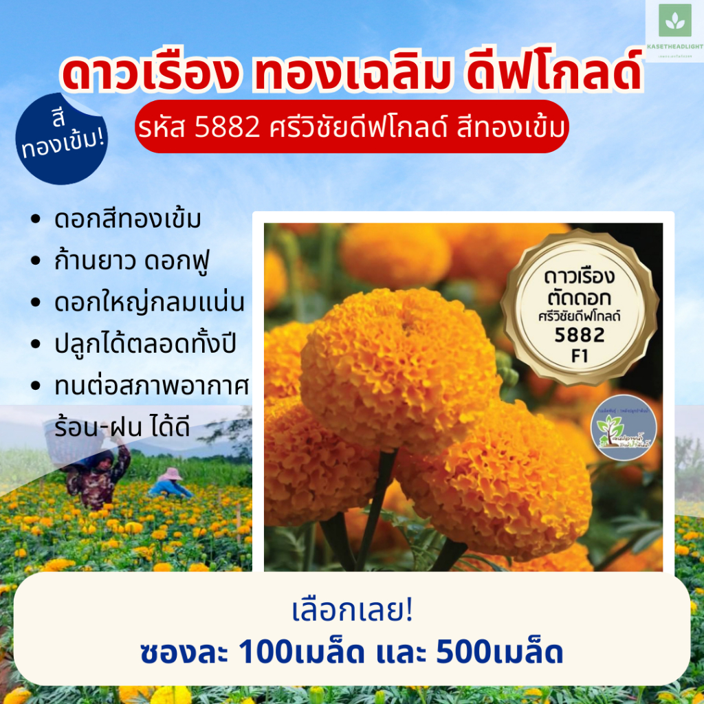 สีทองเข้ม 5882 ศรีวิชัย ดีฟโกลด์ ทองเฉลิม ดาวเรือง ดอกจัมโบ้ เมล็ดพันธุ์ดอกดาวเรือง