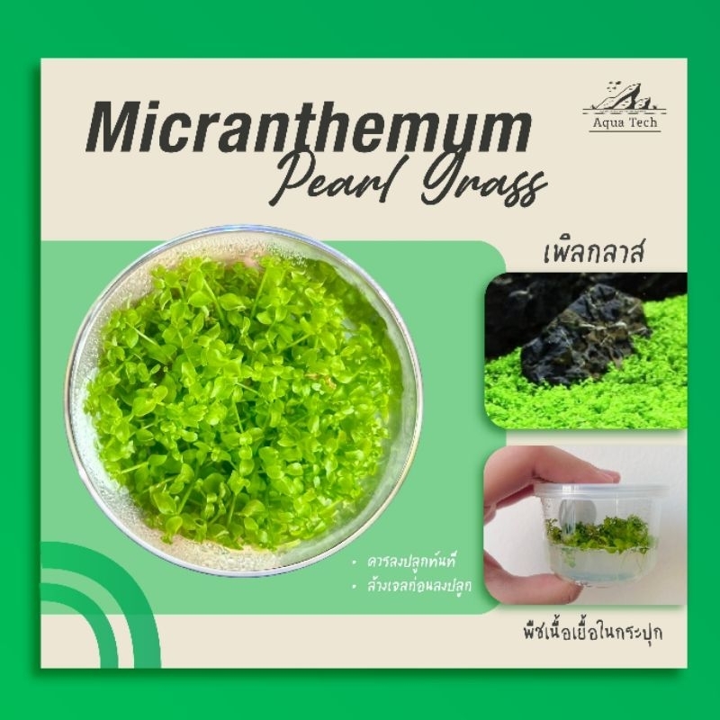 (ส่งด่วนจากกทม.) ไม้น้ำ เพิลกลาส ไม้เนื้อเยื่อ ไม้พื้นสนามหญ้า ☘️🌱 Carpet plant