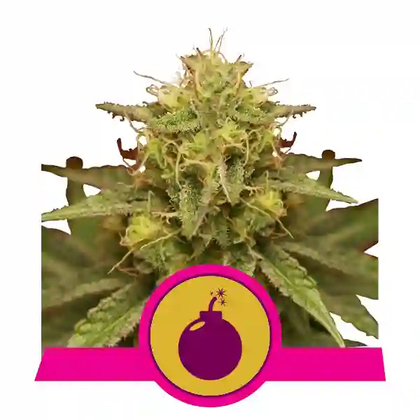 Royal Domina | Royal Queen Seeds