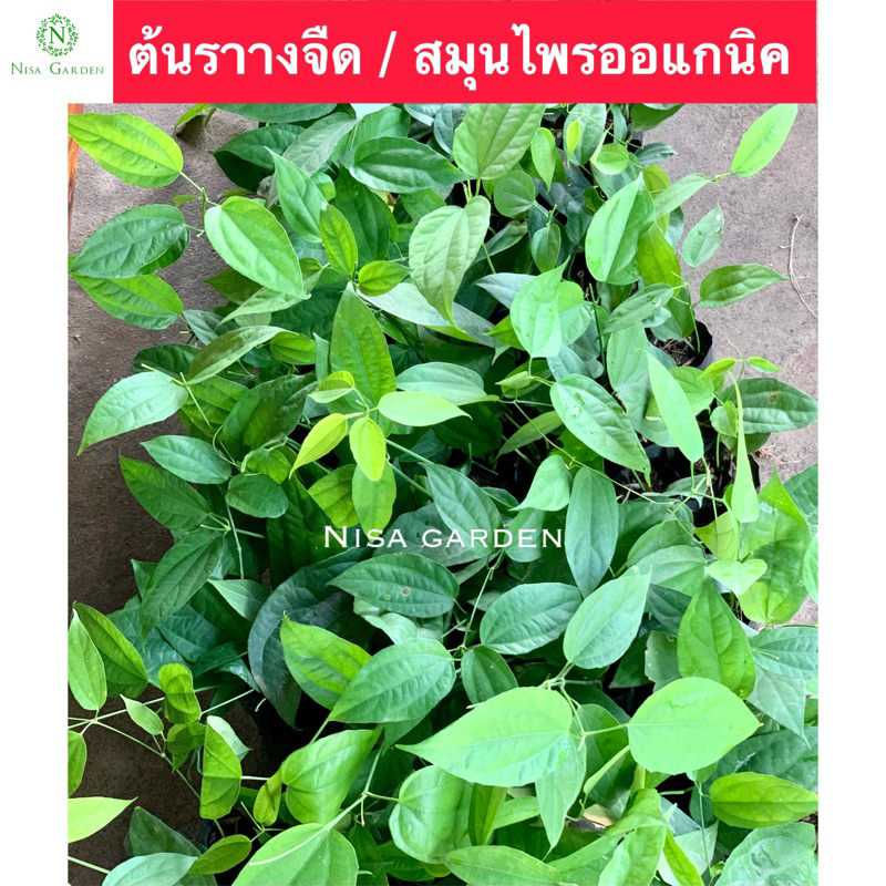 ต้นรางจืด รางจืด ส่งพร้อมถุงชำ แก้พิษ ถอนพิษ 🔥ซื้อ 5 แถมฟรี 1 🔥