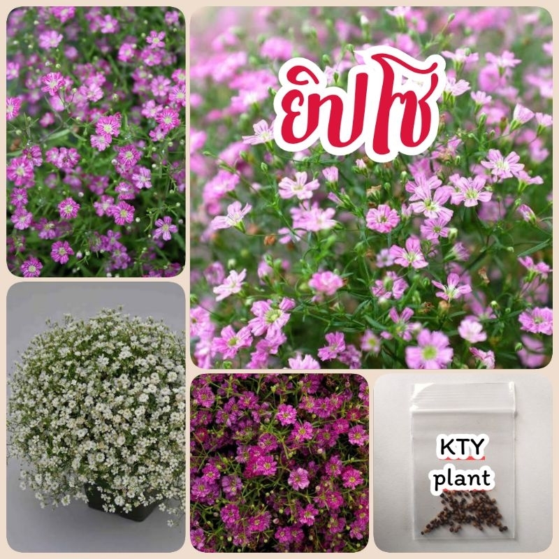 เมล็ดดอกยิปโซ, ดอกจิบโซ​ 60 เมล็ด มี3สี ดอกไม้