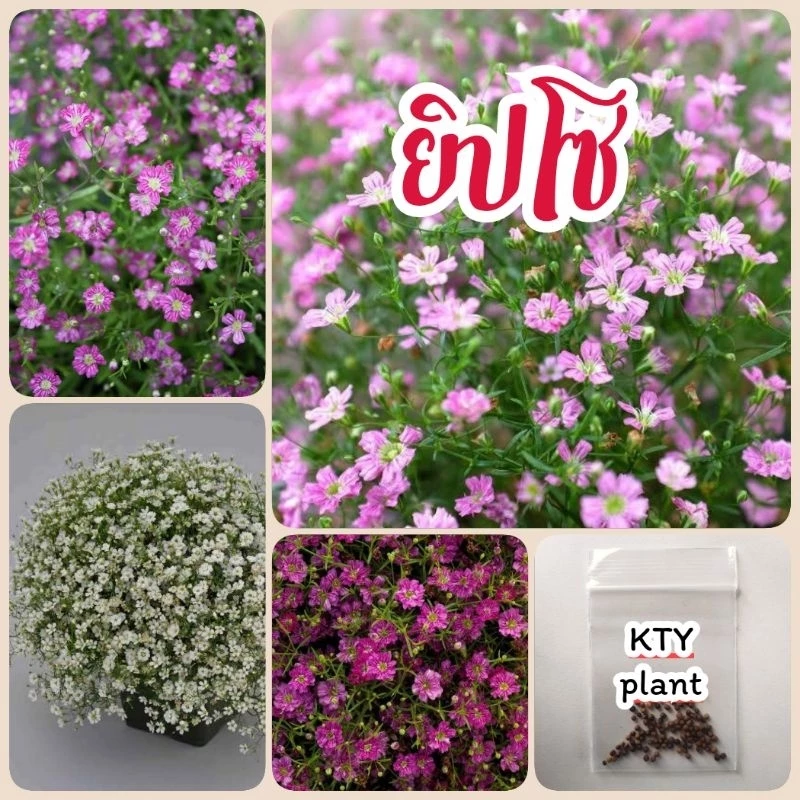 เมล็ดดอกยิปโซ, ดอกจิบโซ 60 เมล็ด มี3สี ดอกไม้