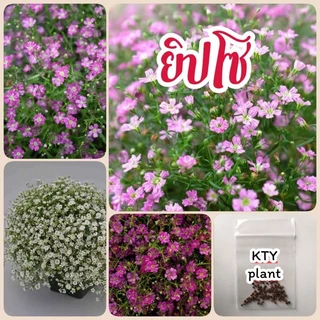 เมล็ดดอกยิปโซ, ดอกจิบโซ​ 60 เมล็ด มี3สี ดอกไม้