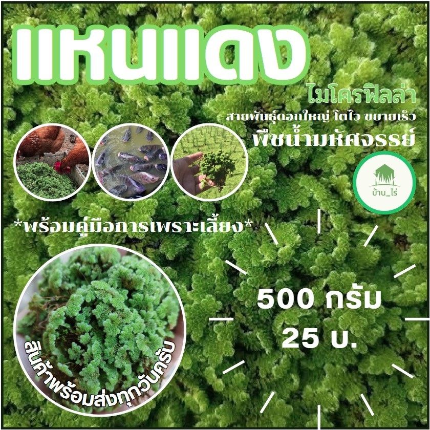🍀พร้อมส่ง🍀แหนเเดง 500กรัม. ไมโครฟิลล่า(Azolla microphylla) พันธุ์กรมวิชาการเกษตร แหนแดง/อาหารพืช/ปุ๋