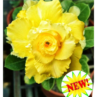 ชวนชม ##ดอกสีเหลืองใต้หวัน☘️💛##จัดส่งแบบถอดกระถางและส่งทั้งก…