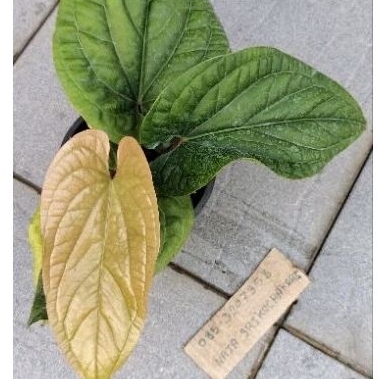 Anthurium Sirih #หน้าวัวใบพลู ส่งพร้อมกระถาง
