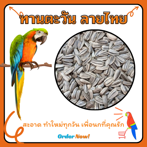 ทานตะวันนกแก้ว *เล็ก*ขนาด 1Kg. ธัญพืช อาหารนก อาหารนกเล็ก เลิฟเบิร์ด หงหยก ฟอพัส อาหารนกแก้ว ธัญพืชนก