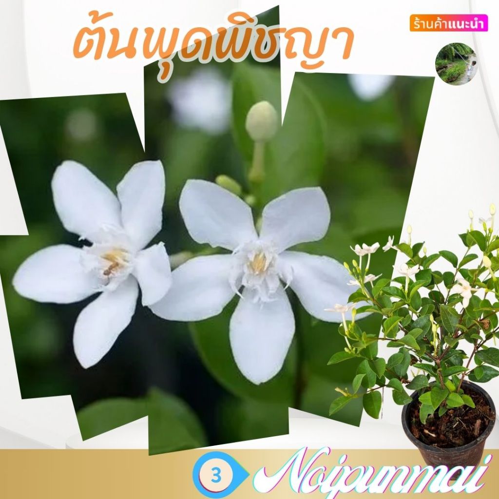 ต้นพุดพิชญา กระถาง 6 นิ้ว (ส่งพร้อมกระถาง)ไม้ดอกไม้ประดับจัดสวน