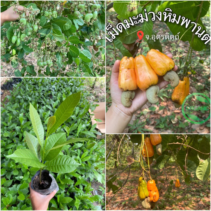 เมล็ดพันธุ์มะม่วงหิมพานต์ศรีสะเกษ60-1,60-2 (แพค 1 กิโล) จำนวน150-180 เมล็ด - รูปที่ 6