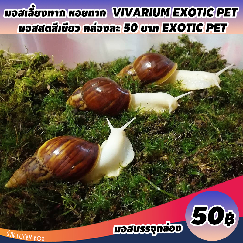 มอสเลี้ยงทาก หอยทาก Vivarium Exotic pet มอสสดสีเขียว กล่องละ 50 บาท