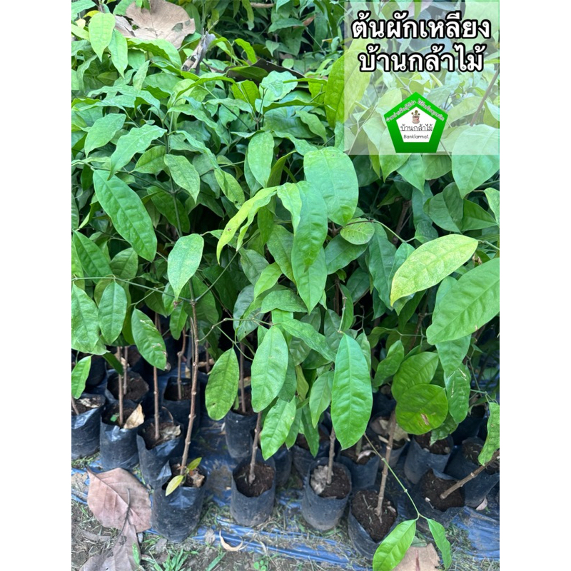 ต้นผักเหลียง ต้นใหญ่ 🎉ต้นแข็งแรง 🌿 สินค้าเสียหาย แจ้งทางร้านได้เลยจ้า